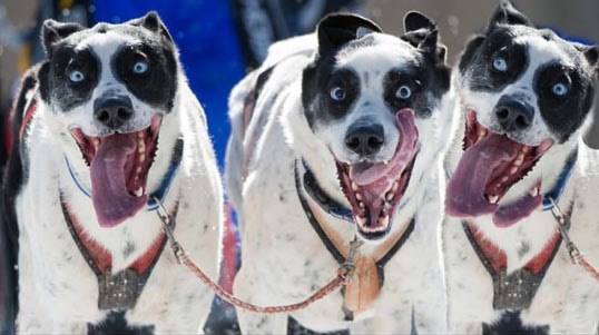 Zec, zec, zec, zeeeeec!!!