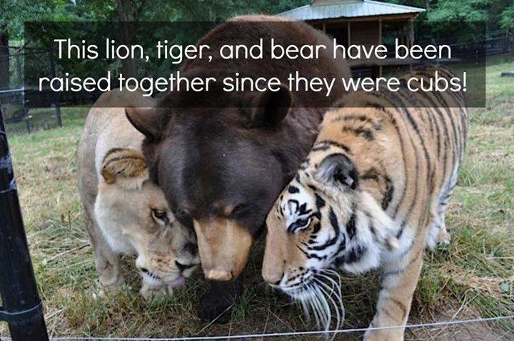 Medvjed, tigar i lav zajedno od malih šapa