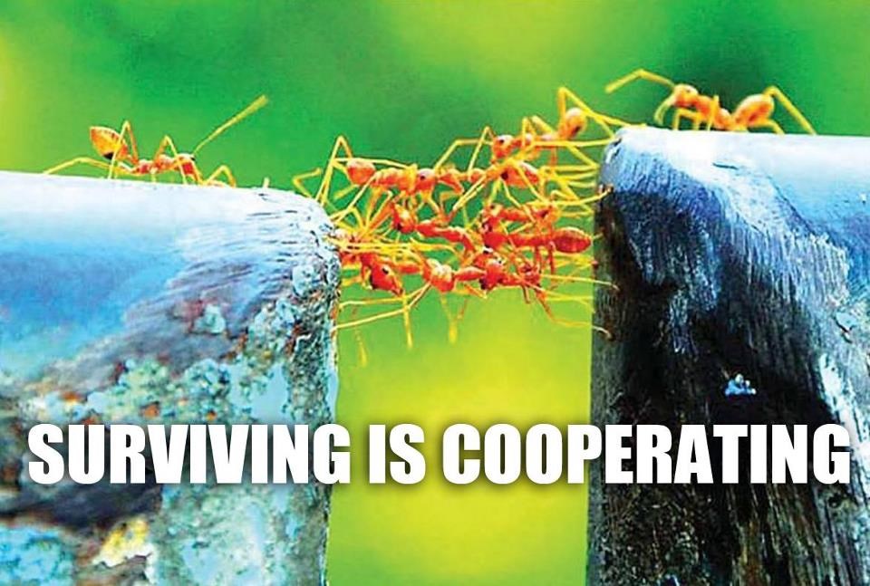 Kad se male ruke slože, preživjeti se može