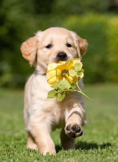 Umjesto svoje face, pošalji joj cvijet preko psića i pada