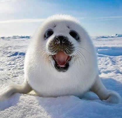 Bok, ja sam tuljanić! Nemoj me zatući palicom!