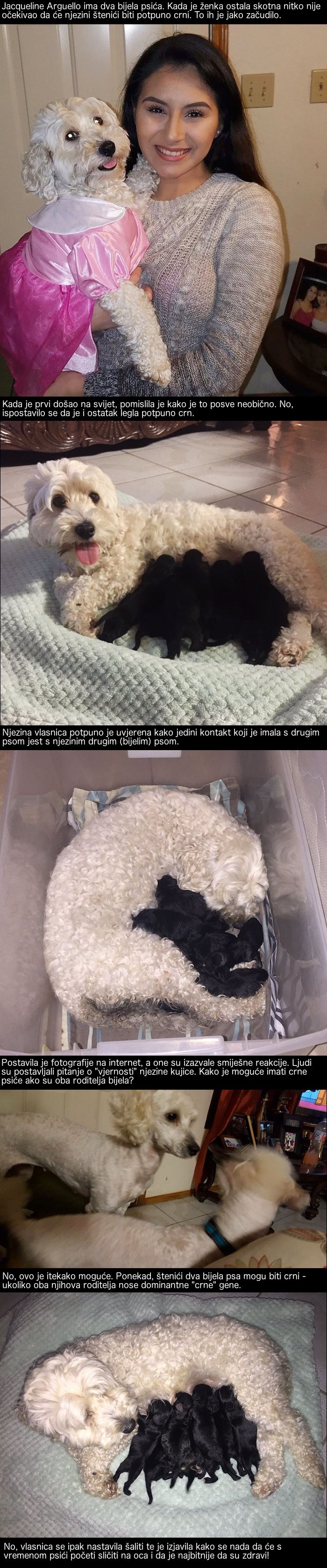 Vlasnica se iznenadila nakon što su štenići njezinih bijelih pasa došli na svijet potpuno crni