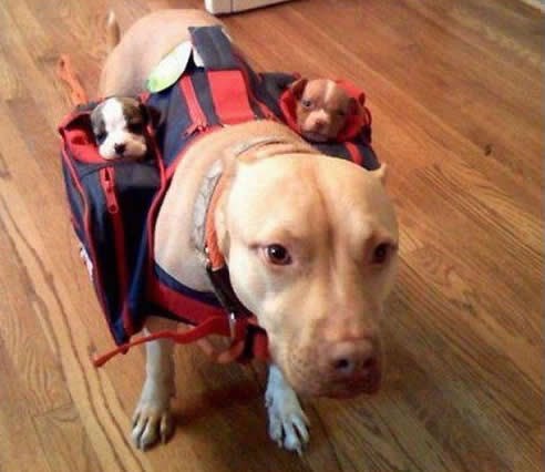 Veliki vau-vau i dva mala "subwoofera"