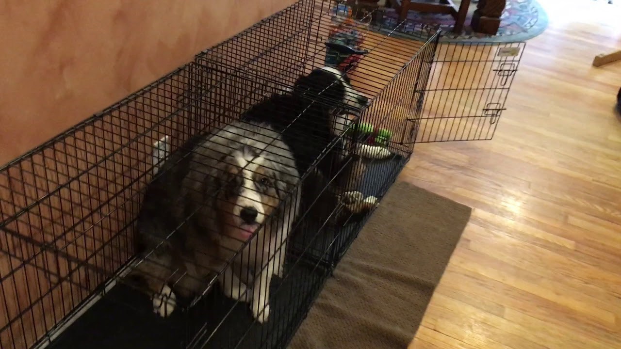 Netko je od ovih pasa napravio štetu, a za nekoliko trenutaka bilo je jasno tko je kriv