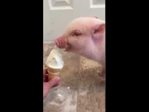 VIDEO: Svinjica papa sladoled