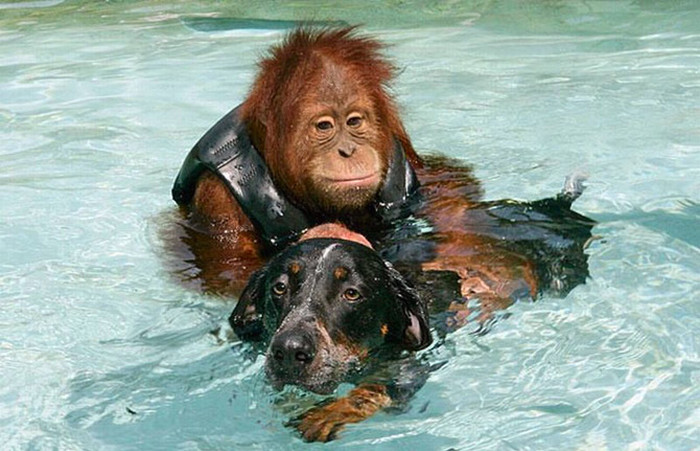 Dobri, stari pas napuštenom orangutanu vratio vjeru u život