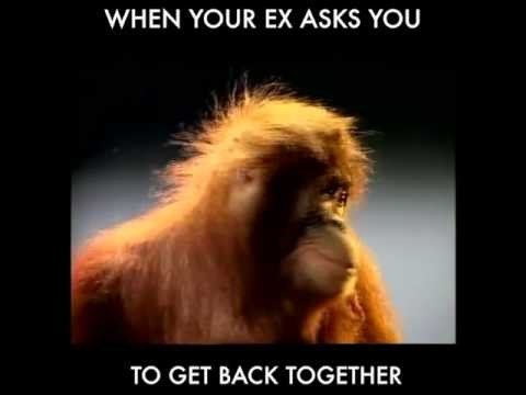 kad hrvat vidi glasački listić..video