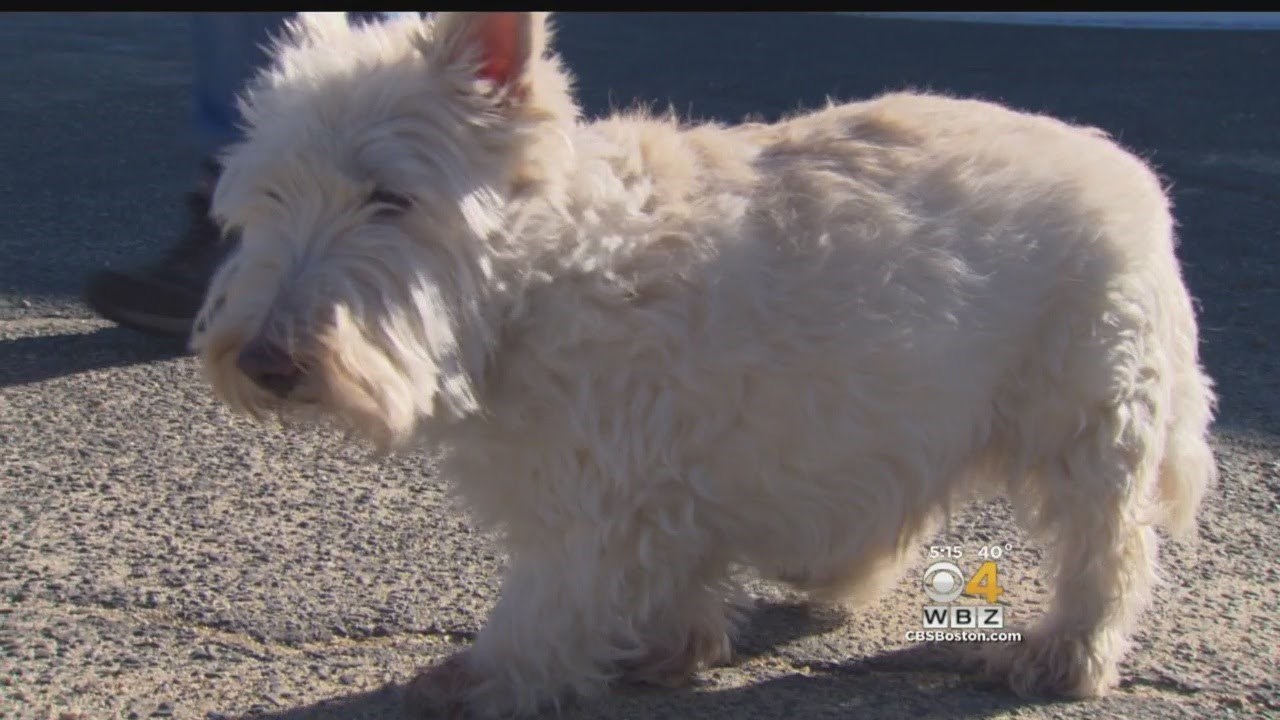 Psić spasio ljubav svog života, ljudi su već odustali, ali on se nije dao!