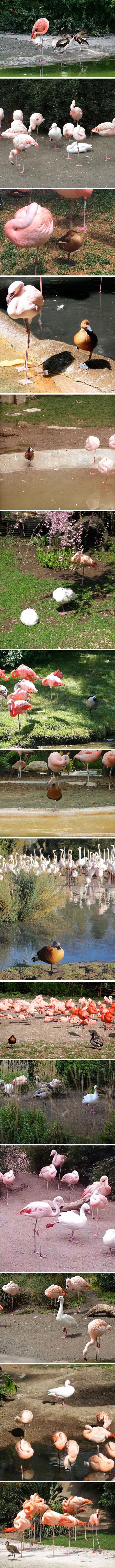 GALERIJA: Misle li ove patke stvarno da su flamingosi ili ih samo glume savršeno dobro?