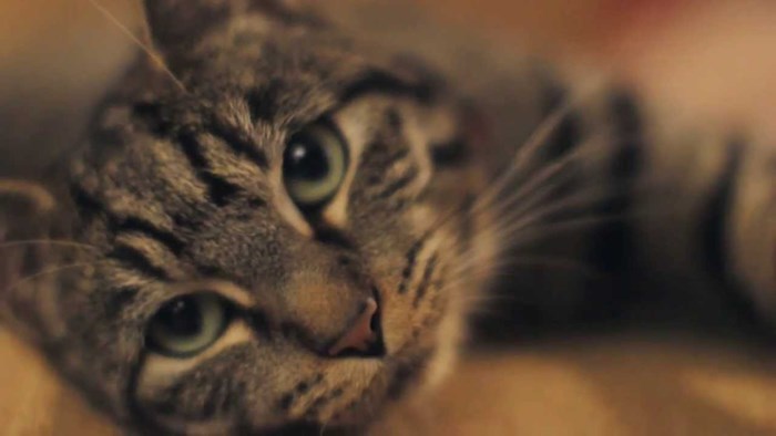 VIDEO: Upute mačkama kako se ponašati prema svojim ljudima