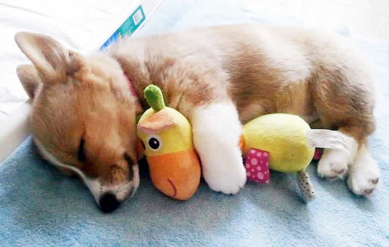 Svatko treba igračkicu za spavanje dok je mali