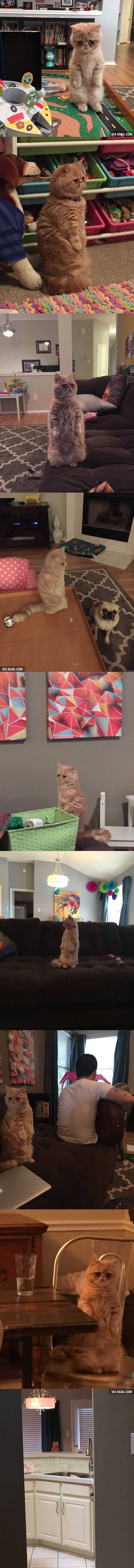 Galerija: Mačak George si umislio da je čovjek