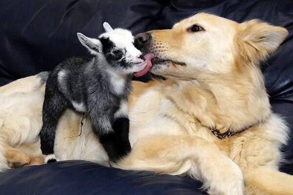 Životinje brinu i za druge vrste, a mi jedva i za svoju