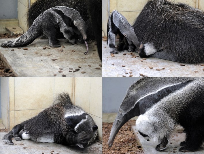 Mali mravojed i njegova mama