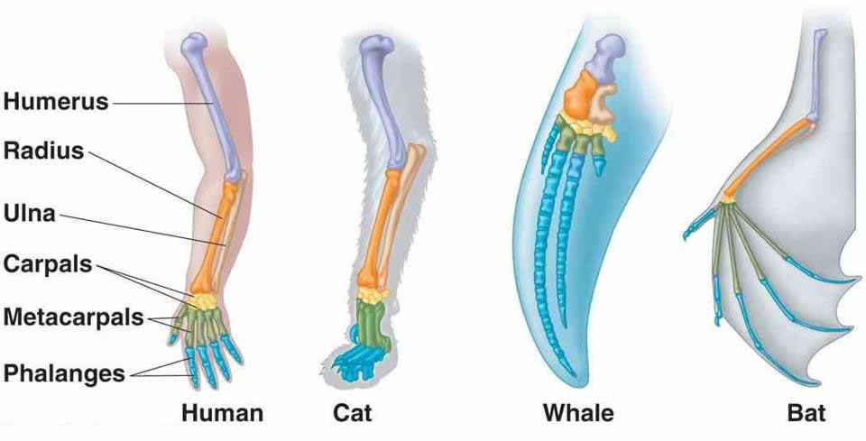 Čovjek i životinje: Svi smo isti ispod kože