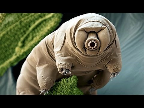 VIDEO: Top 10 najmanjih životinja svih vremena