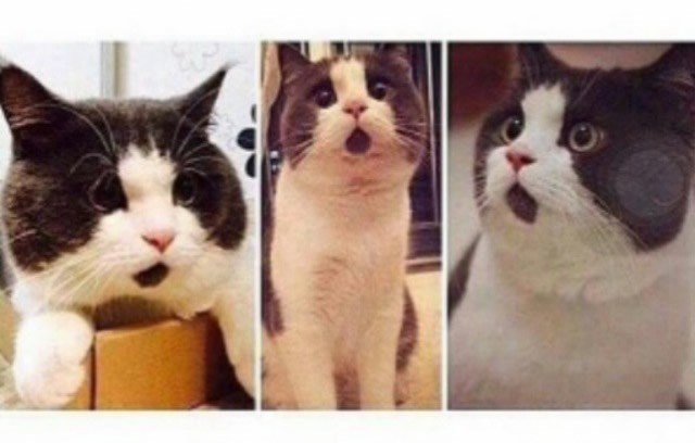 Maca zbog mrlje na bradi izgleda zauvijek iznenađeno