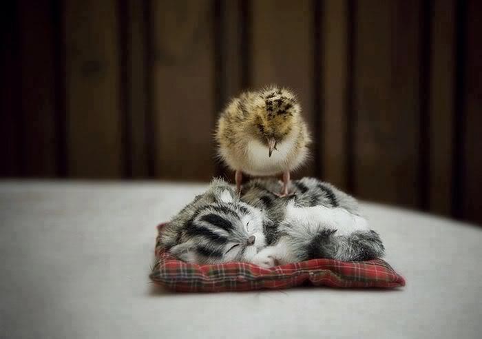 "Reklo sam ti, maco, znam di spavaš. Zbogom, maco..."