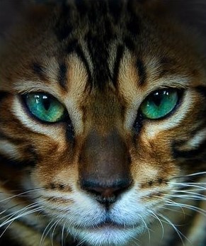 Mačke imaju čarobne oči