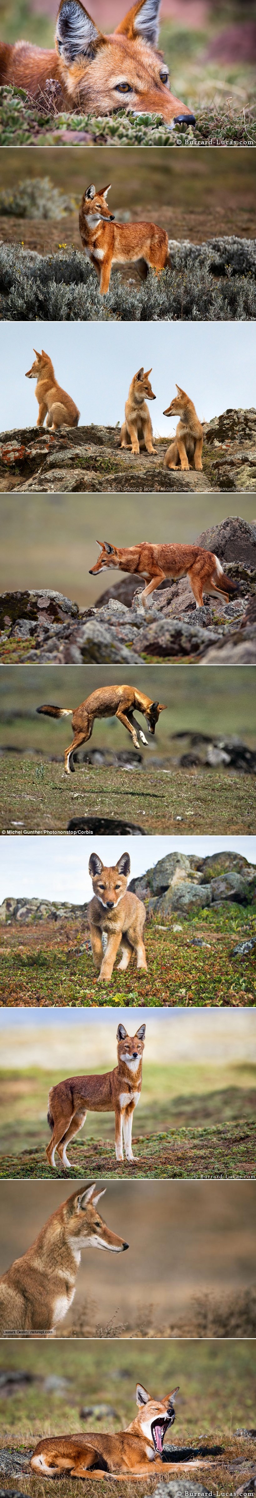 GALERIJA: Znate li koja je ovo životinja?