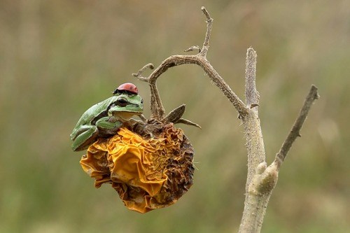 Prizor iz bajke: Žabica na cvijeću s bubamarom na glavi