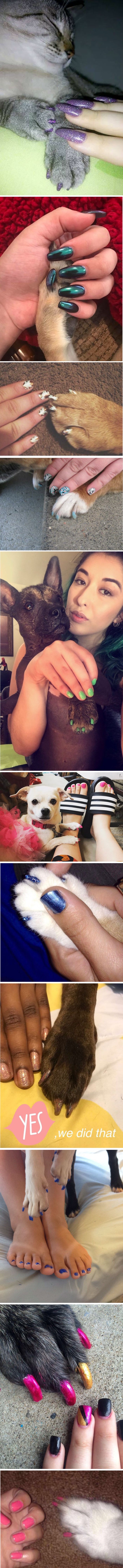 Novi trend koji vlada svijetom zgrozio je sve ljubitelje životinja