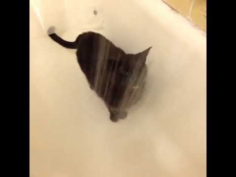 VIDEO: Luda mačka! A da je pokušaš okupati bila bi panika