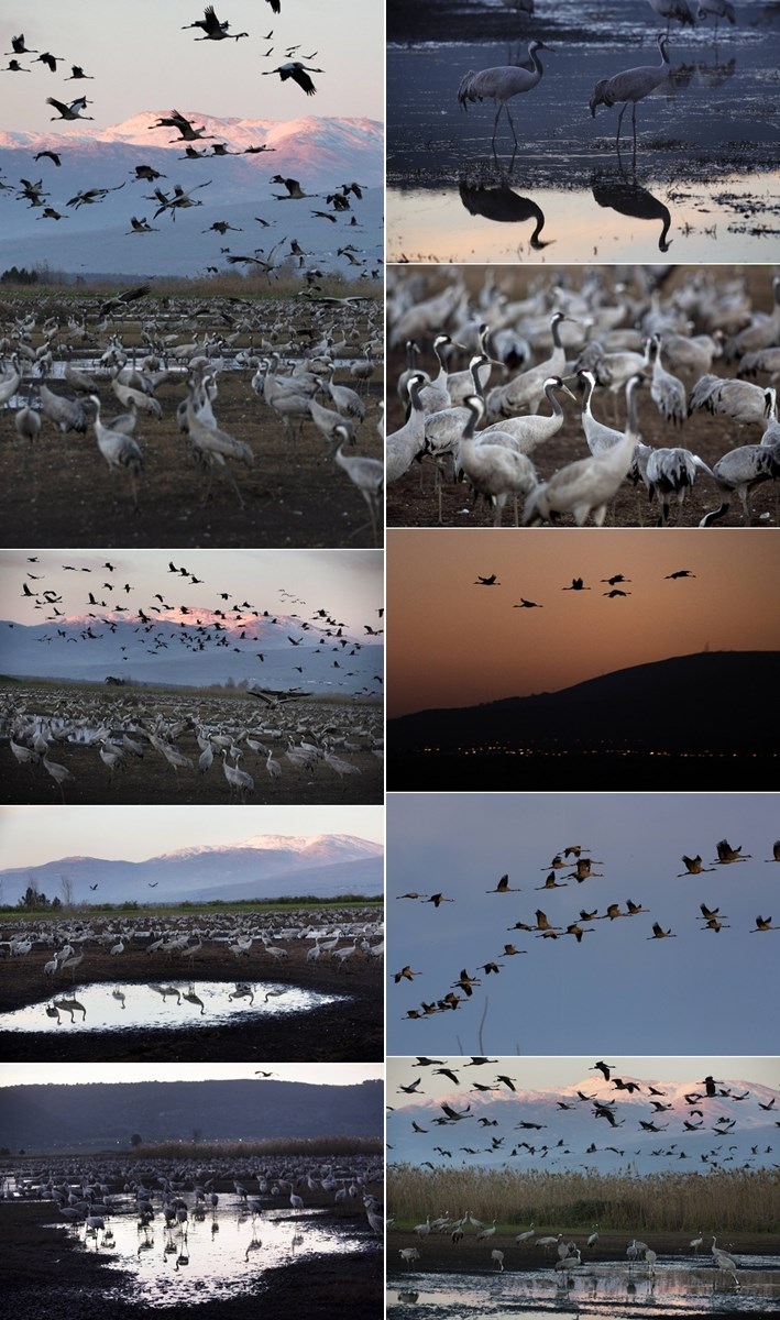 Ždralovi lete u suton