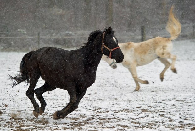 Konji uživaju u igri u snijegu