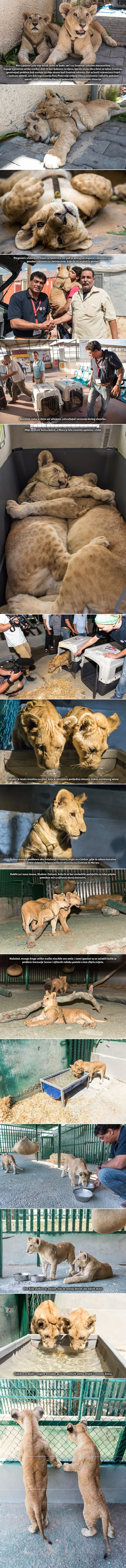 GALERIJA: U Izraelu od bombi stradaju i zoološki, ljudi kupuju lavove kao ljubimce