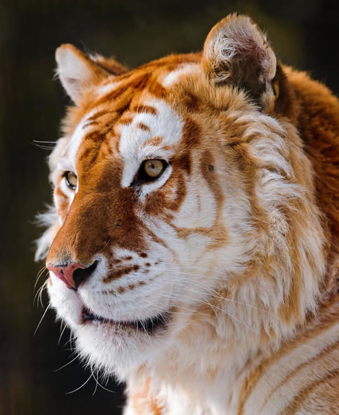 Veličanstveni zlatni tigar: Ostalo ih manje od 30