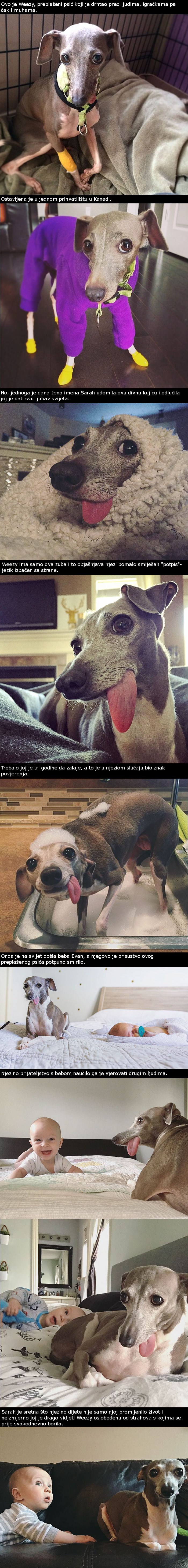 Ova se preplašena kujica bojala svega, no onda se dogodilo nešto predivno