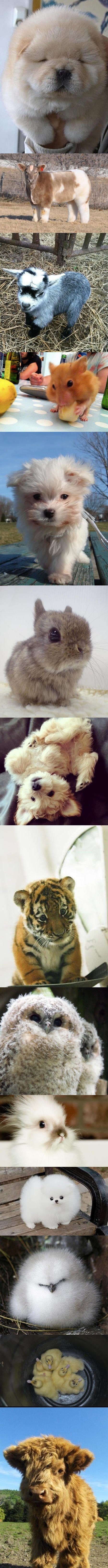 Najpufastije životinje na svijetu