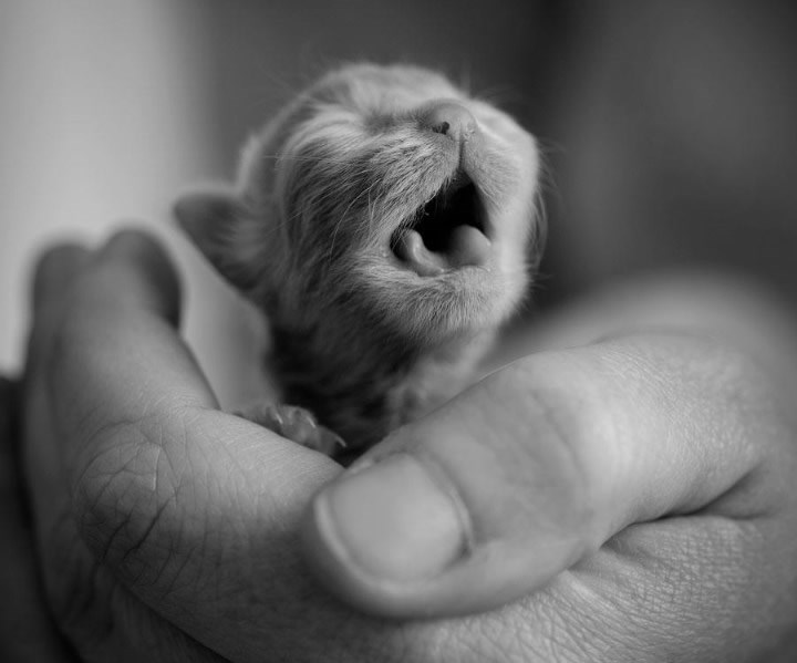 Maca zijevalica instinktivno zna da je nedjelja