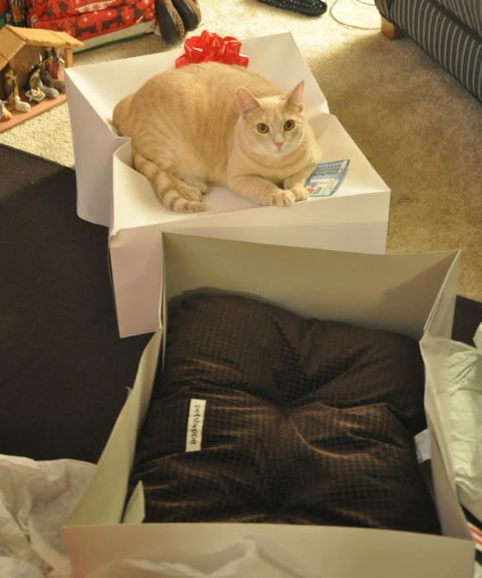 Mačkama su kutije kao kokain ovisniku!