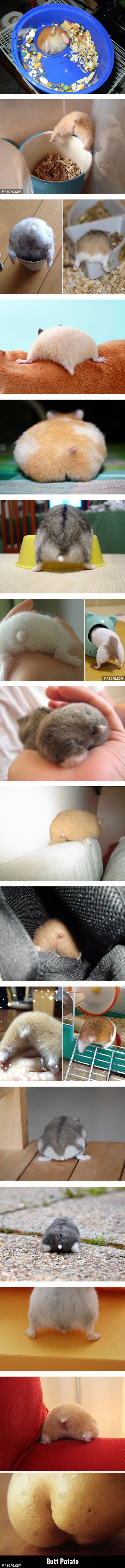 Najveća kolekcija čupavih guza hrčaka