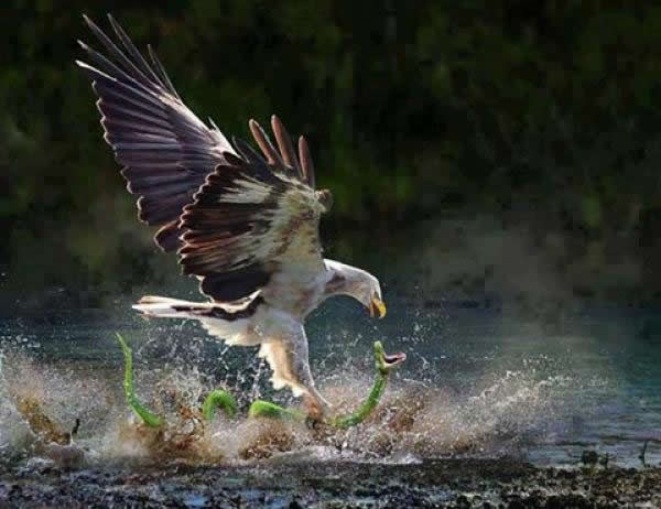 Epska borba orla i zmije