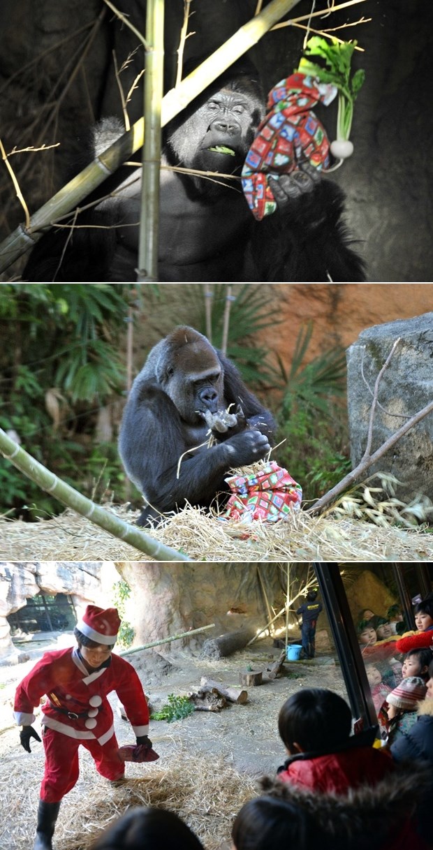 Gorila bio dobar pa ga posjetio Djed Mraz