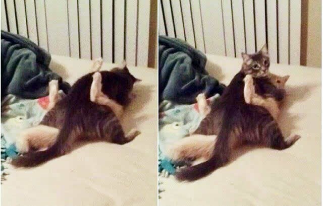 Gubi se, sladogleđo, ljubim!