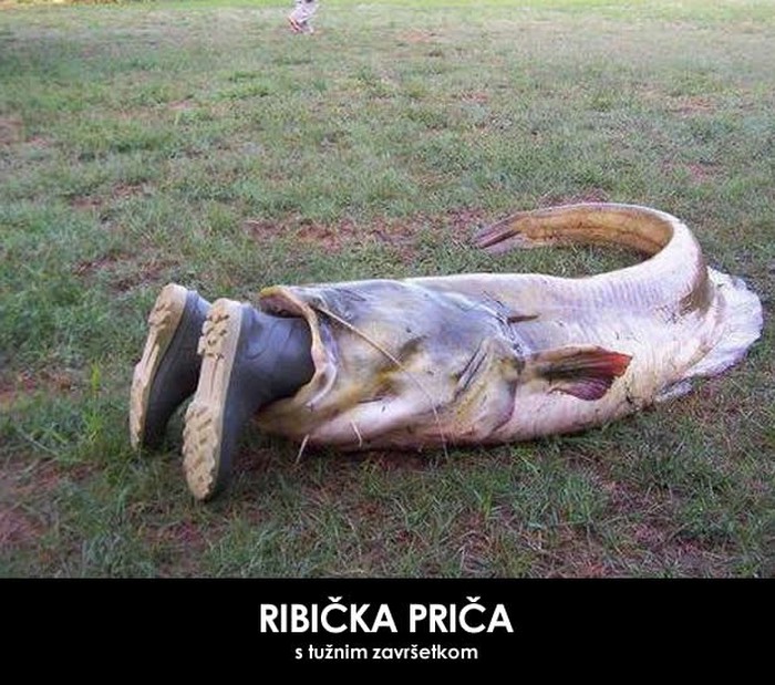 Som pojeo ribiča