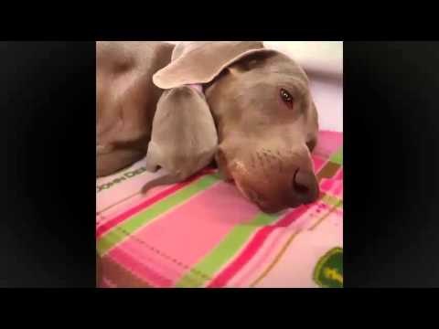 Majušni psić mamino uho iskoristio kao dekicu