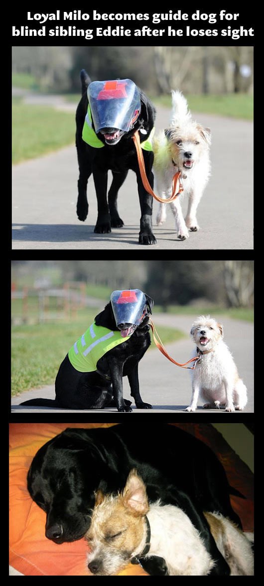 Odani pas vodi slijepog prijatelja