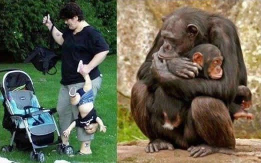 Neke su životinje bolje roditelji od drugih