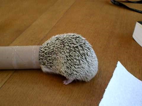 Patuljasti afrički jež kao kućni ljubimac - pogledajte njihove omiljene navike