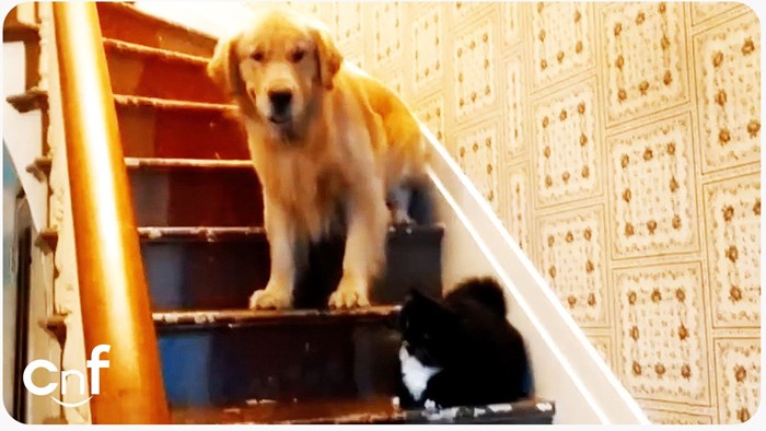 Psić se pokušava spustiti niz stepenice, no prepreka na koju nailazi ga previše plaši