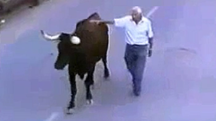 "BEŠTIJA" S OSJEĆAJIMA Dok je trčao ulicom, bik je prepoznao starijeg muškarca koji ga je hranio