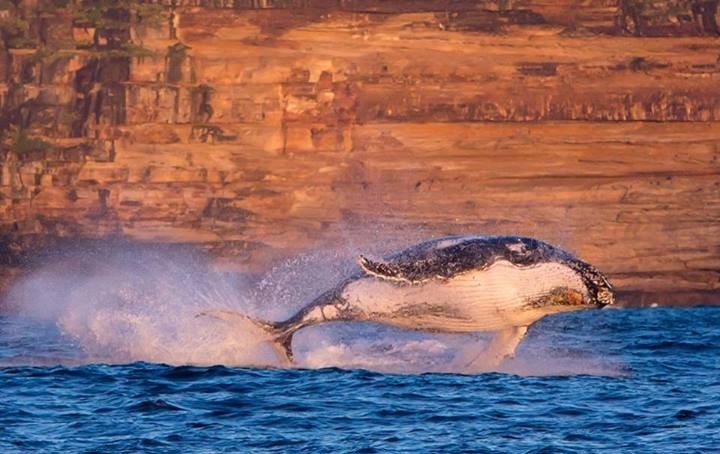 "Leteći" kit uživa u životu