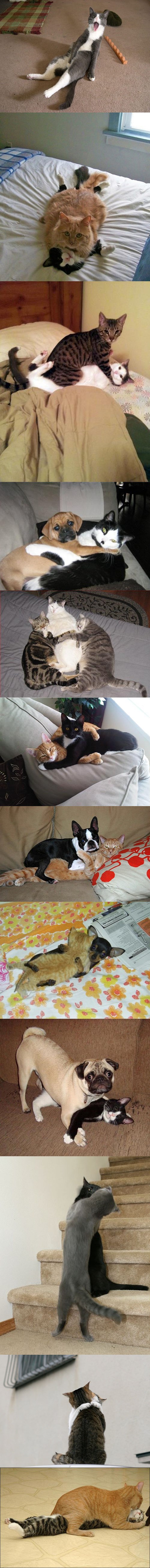 Strastvene mace uhvaćene u ljubavnom zanosu