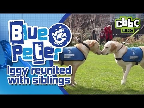 VIDEO: Psići razdvojeni pri rođenju ponovno zajedno - hoće li se prepoznati?