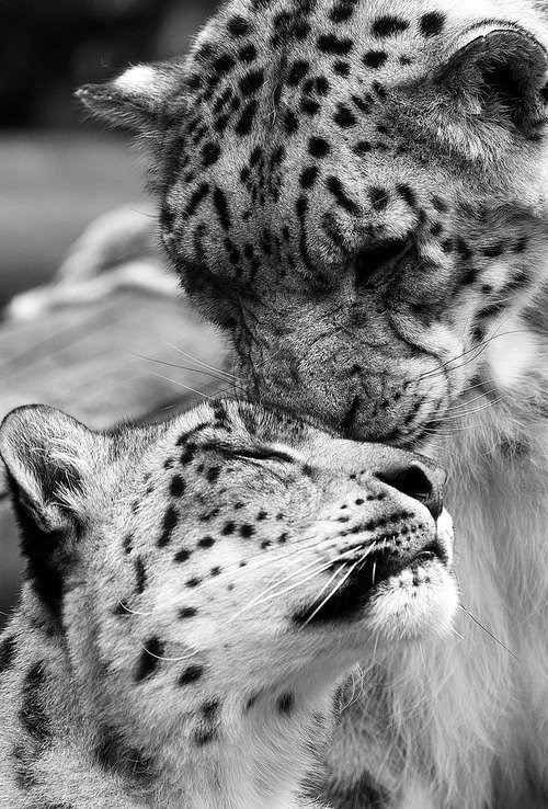 Romantični leopard probudio svoju malu pusom